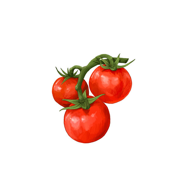 Illustration: drei reife rote Tomaten an einer Rispe