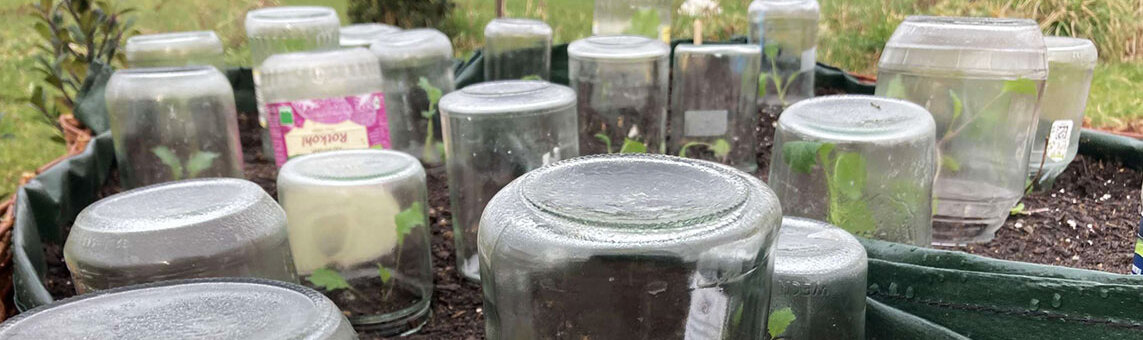 Ernteverfrühung: umgedrehte Einmachgläser als Schutzhauben über Jungpflanzen im Beet