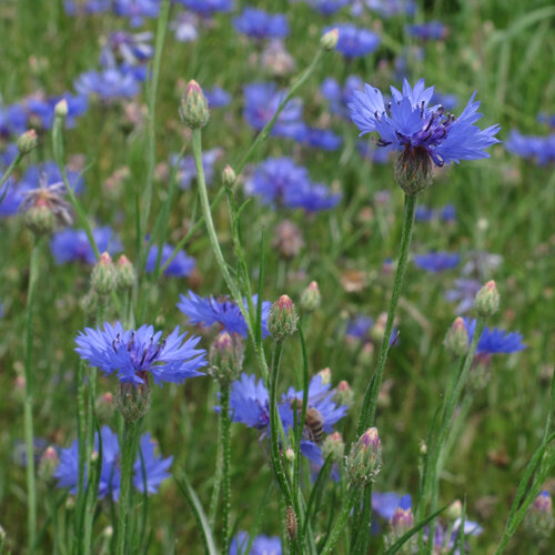 Kornblumen (Centaurea cyanus) mit leuchtend blauen Blüten und Knospen auf einer Wiese