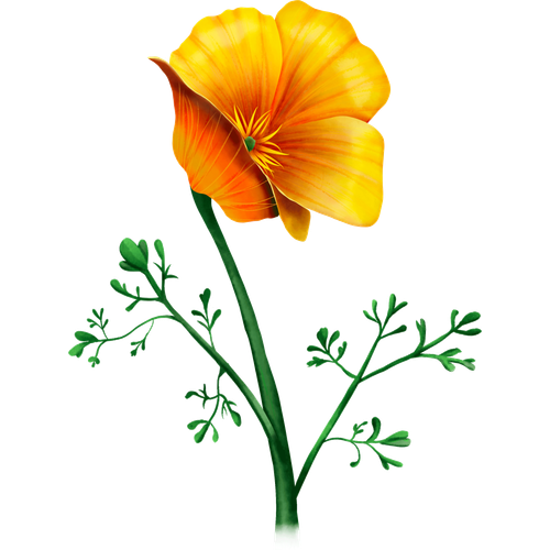 Kalifornischer Goldmohn