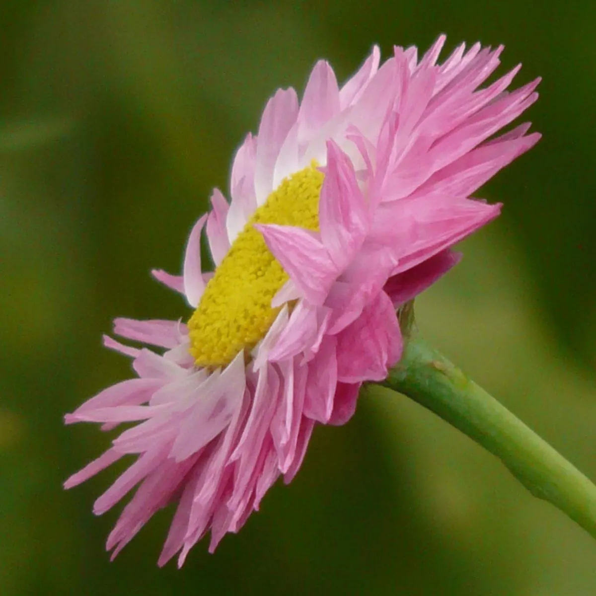 Sonnenflügel 'Timeless Rose' (Helipterum manglesii) Samen