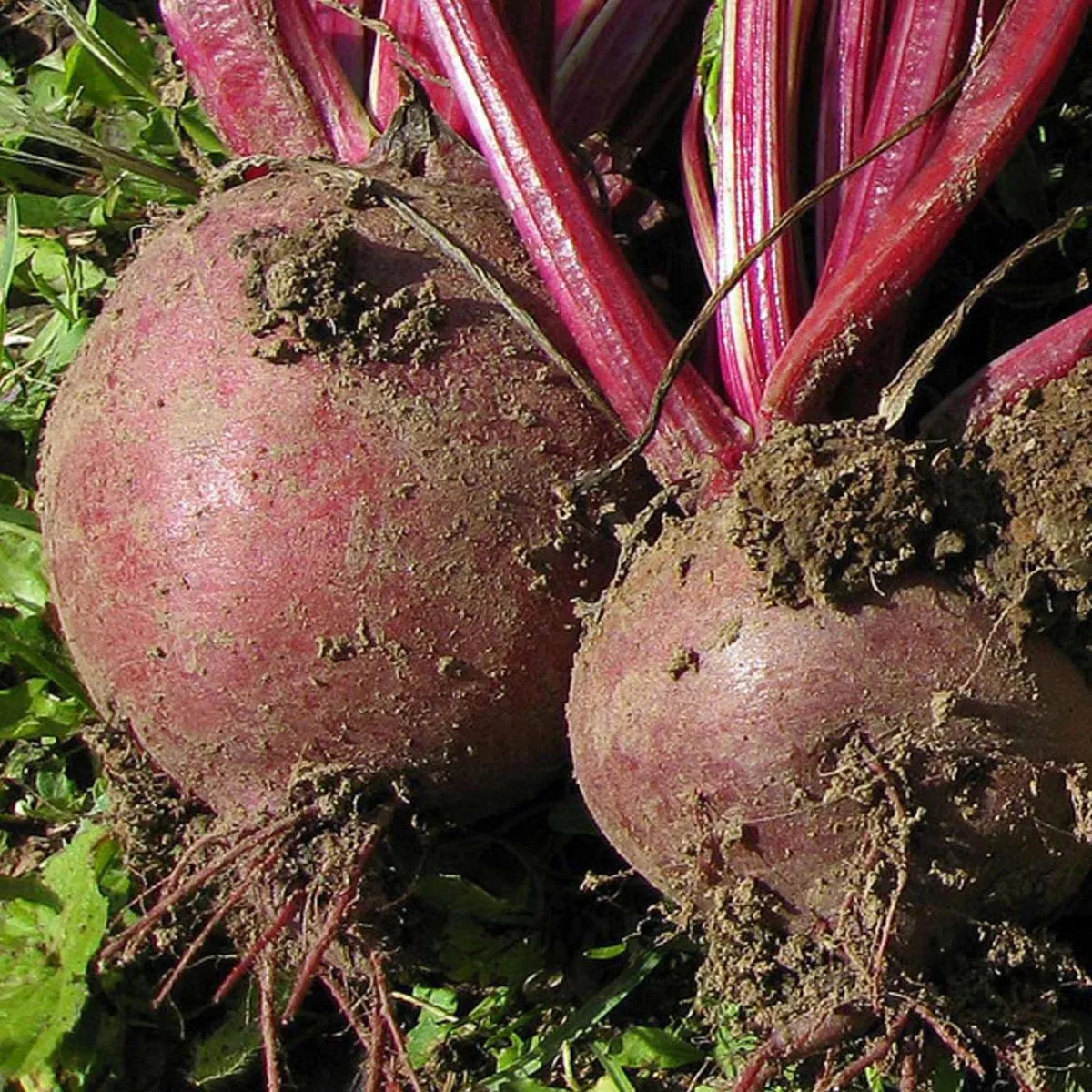 Rote Bete 'Boltardy' (Beta vulgaris) Samen