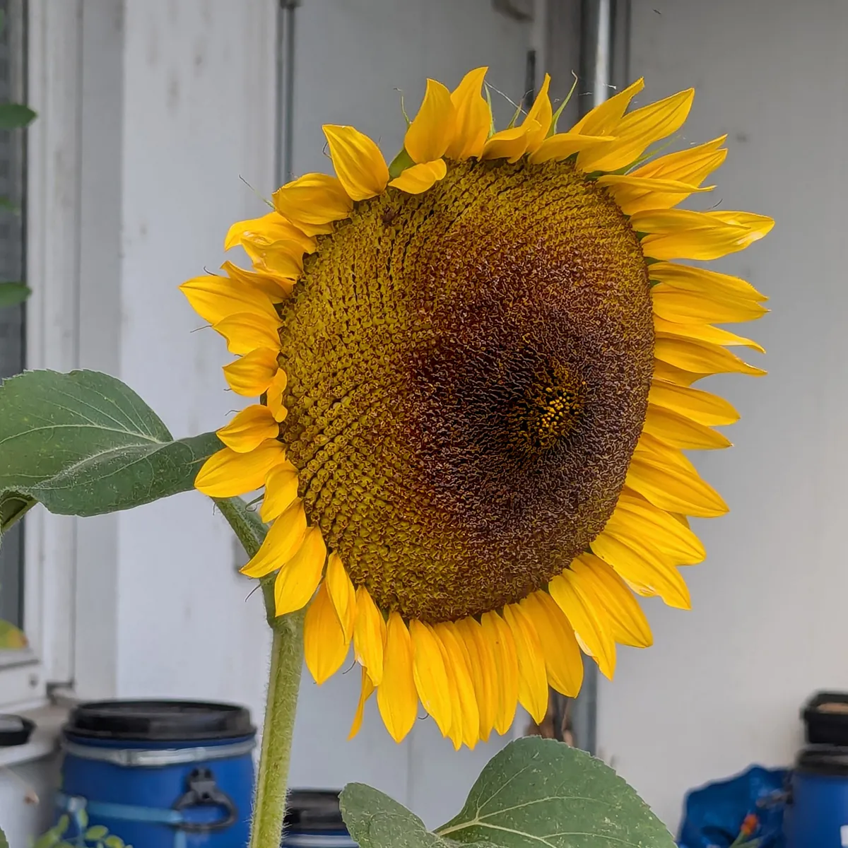 Gelbe Sonnenblume 'Domino' (Helianthus annuus) Samen