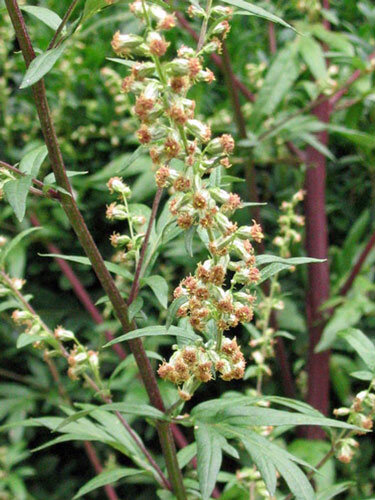 Gewöhnlicher Beifuß (Artemisia vulgaris) mit kleinen Blütenköpfchen an rötlichen Stängeln