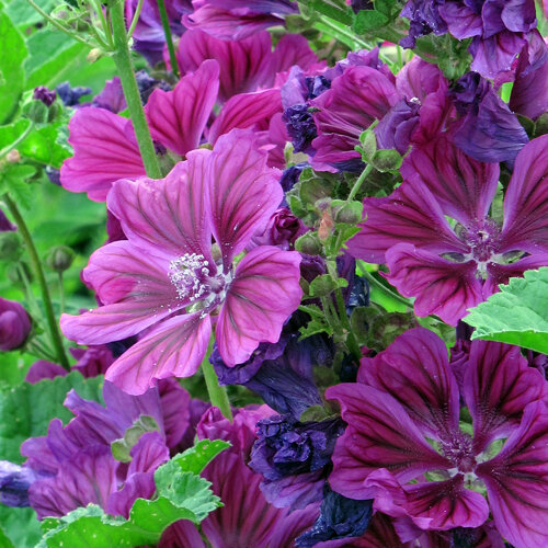 Mauretanische Malve mit violetten, dunkel geäderten Blüten