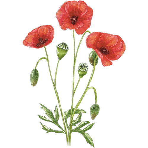 Mohnblumen