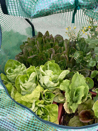 Grüne und rotblättrige Wintersalate unter einem geöffneten Foliengewächshaus