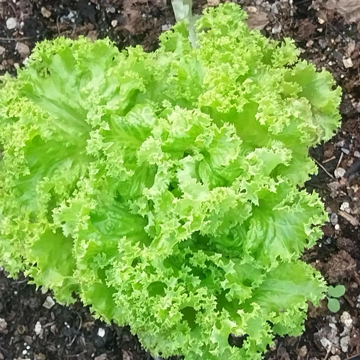 Schnittsalat 'Lollo Bionda' (Lactuca sativa var. crispa) Samen