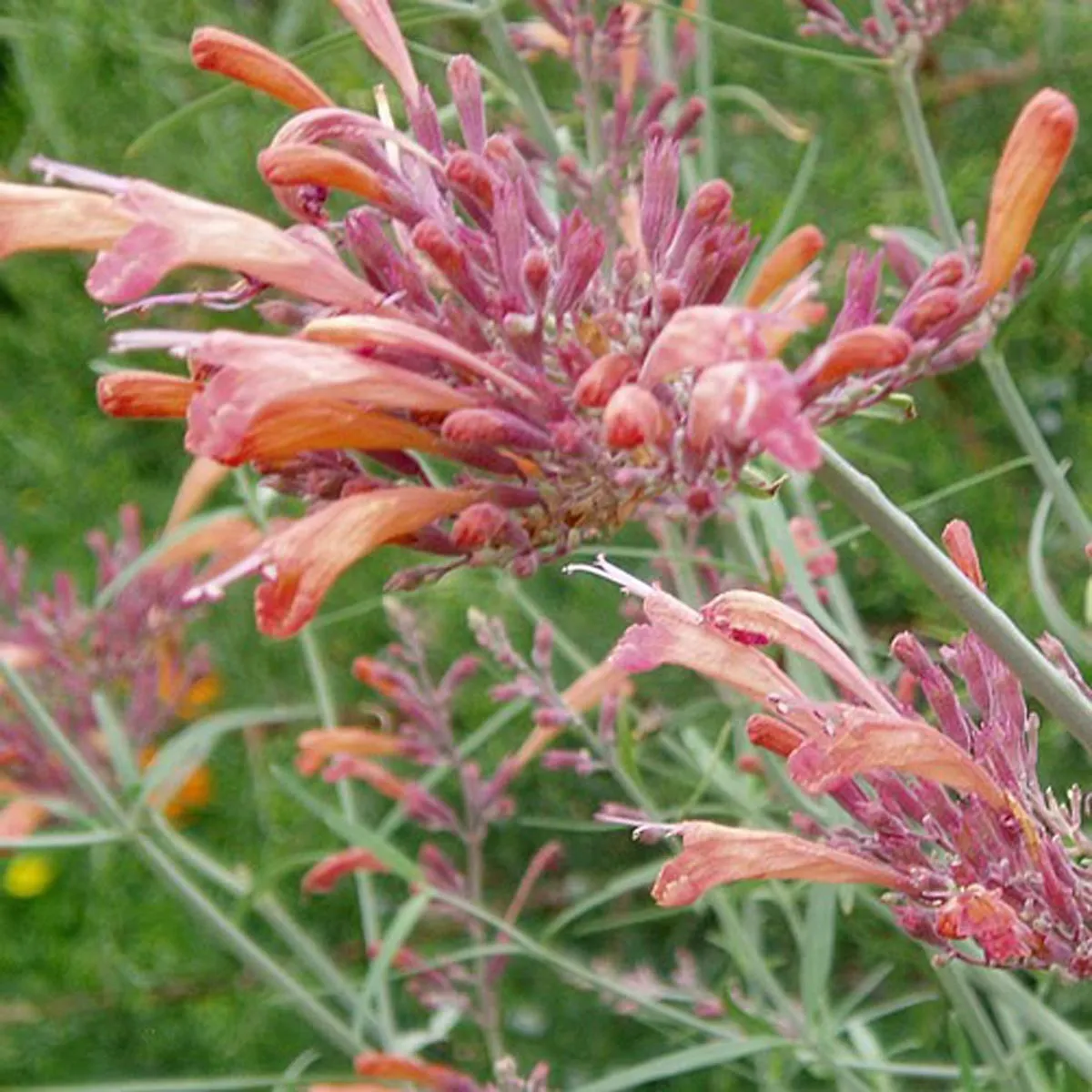 Felsen-Duftnessel 'Apache Sunset' (Agastache rupestris) Bio Saatgut