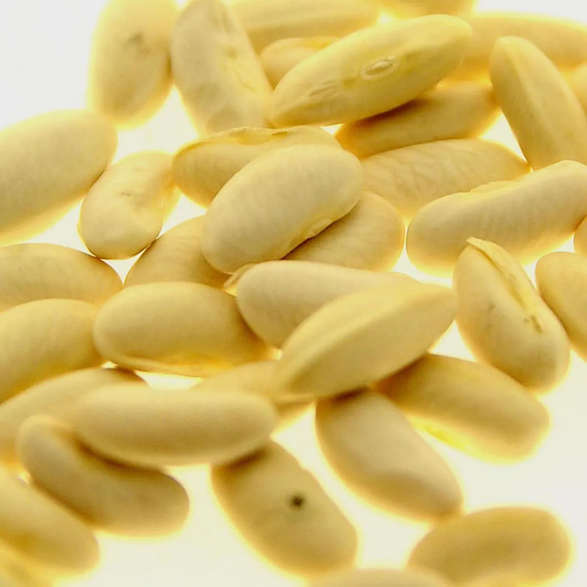 Gelbe Wachsbohne 'Orinoco' (Phaseolus vulgaris) Samen