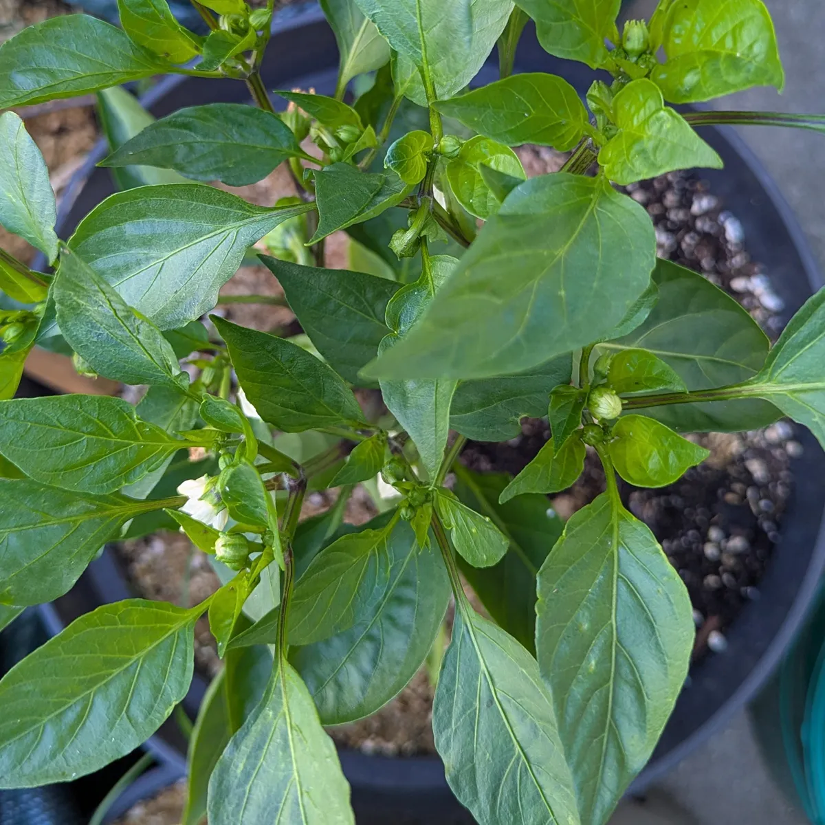Chili 'Elefant' (Capsicum annuum) Bio-Saatgut