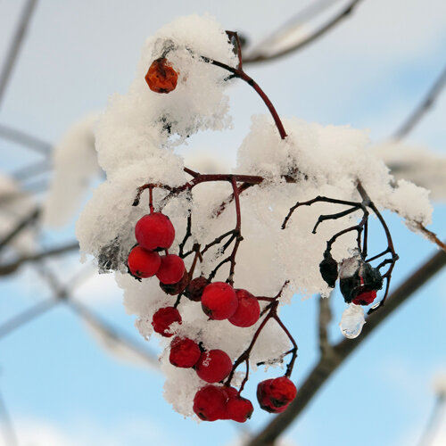 Rote Beeren mit Schnee an kahlen Zweigen vor blauem Winterhimmel