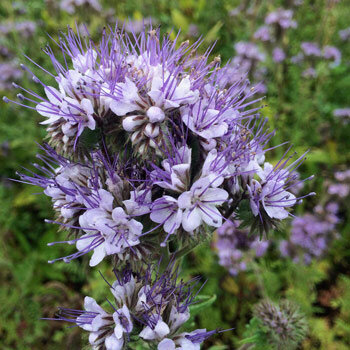 Lila Blütenstand vom Bienenfreund (Phacelia tanacetifolia)