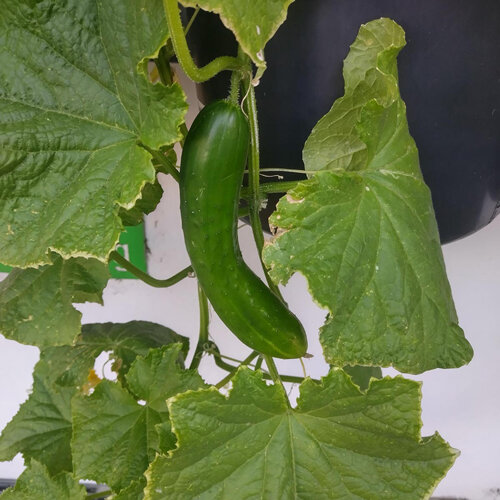 Salatgurke 'Tanja' (Cucumis sativus): glatte dunkelgrüne Frucht an der Pflanze