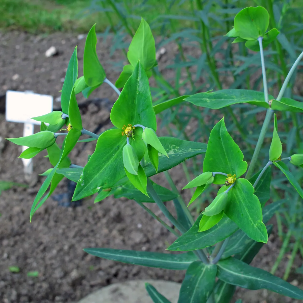 Kreuzblättrige Wolfsmilch (Euphorbia lathyris) Bio Saatgut