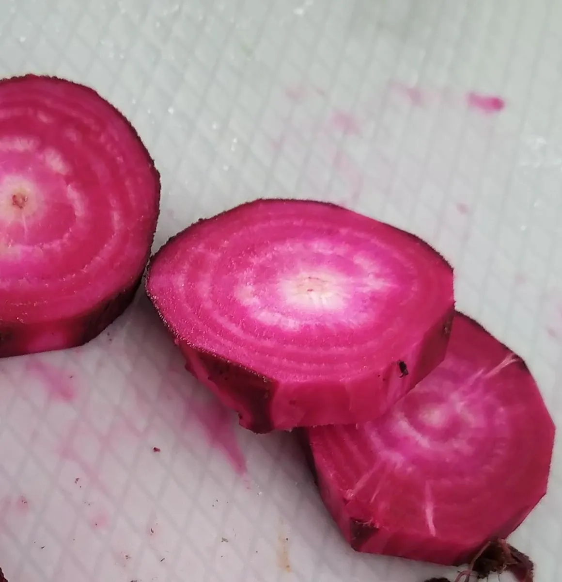 Rote Bete 'Krötchen' (Beta vulgaris) Samen