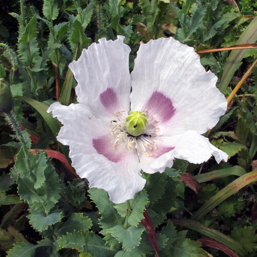 Weiße Mohnblüte mit violetten Flecken am Grund