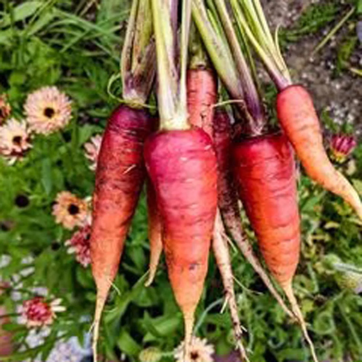 Möhre 'Rouge Sang' (Daucus carota) Bio Saatgut