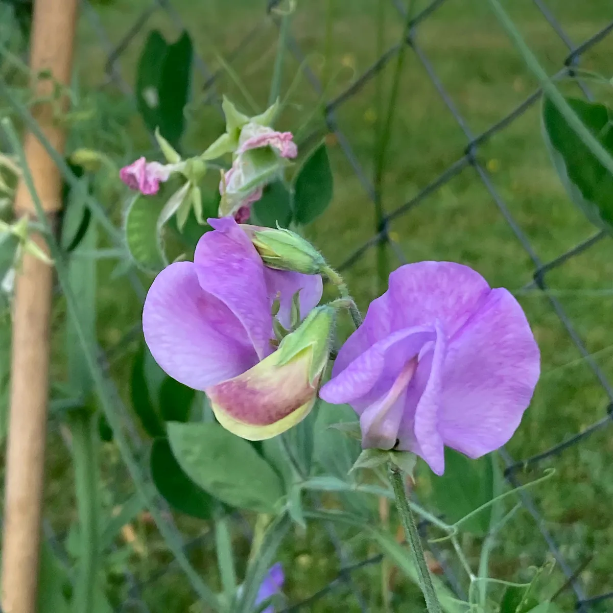 Lavendelblaue Duftwicke 'Lady Grisel Hamilton' (Lathyrus odoratus) Samen