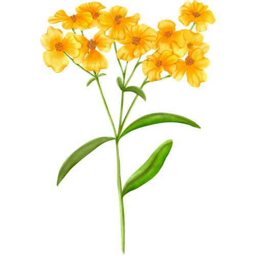 Tagetes-Arten