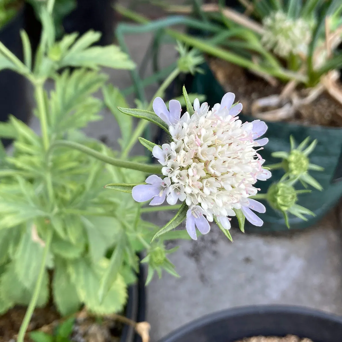 Stern-Skabiose 'Drumsticks' (Scabiosa stellata) Samen
