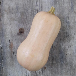 Reife Frucht vom Butternut-Kürbis 'Ponca' (Cucurbita moschata) auf Holz