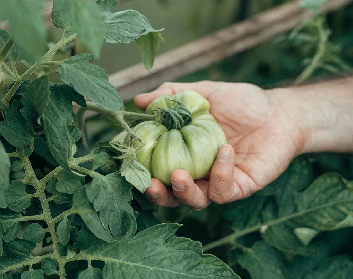 Tomaten-Aussaat