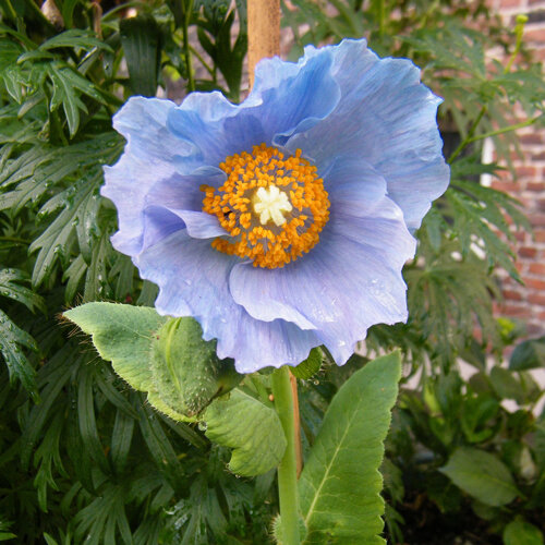Himmelblaue Blüte des Himalaya-Blaumohns (Meconopsis betonicifolia) mit gelben Staubgefäßen