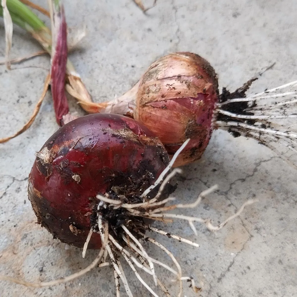 Zwiebel 'Rote Braunschweiger' (Allium cepa) Samen
