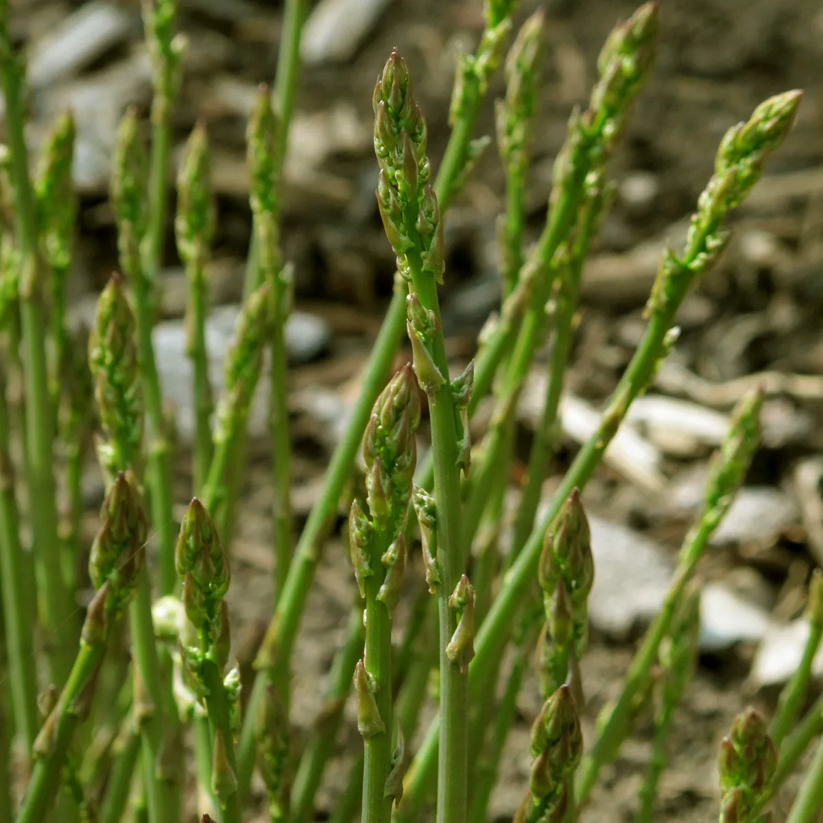 Grüner Spargel 'Mary Washington' (Asparagus officinalis) Samen