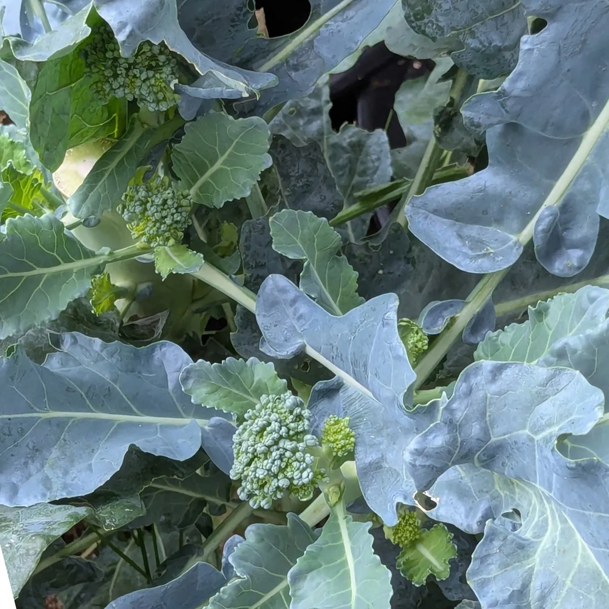 Brokkoli 'Limba' (Brassica oleracea var. italica) Bio-Saatgut