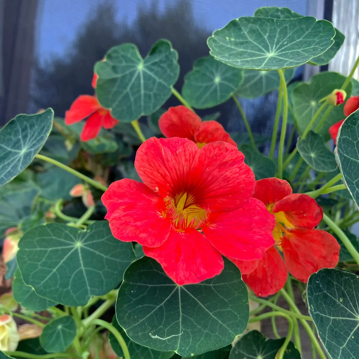 Dunkelrote Kapuzinerkresse 'Indian Chief' (Tropaeolum majus) Samen
