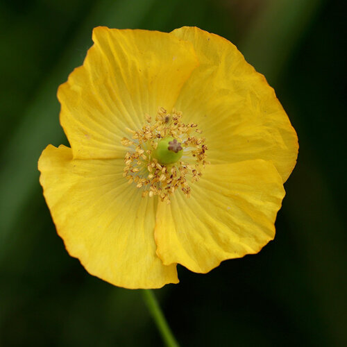 Gelbe Blüte des Alpenmohns (Papaver alpinum)