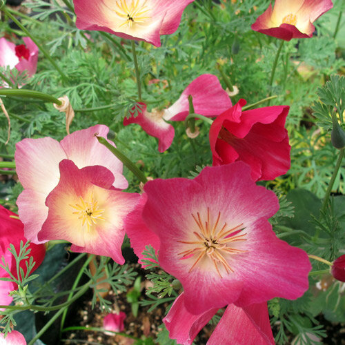 Kalifornischer Goldmohn 'Carmine King' (Eschscholzia californica) mit karminrosa Blüten