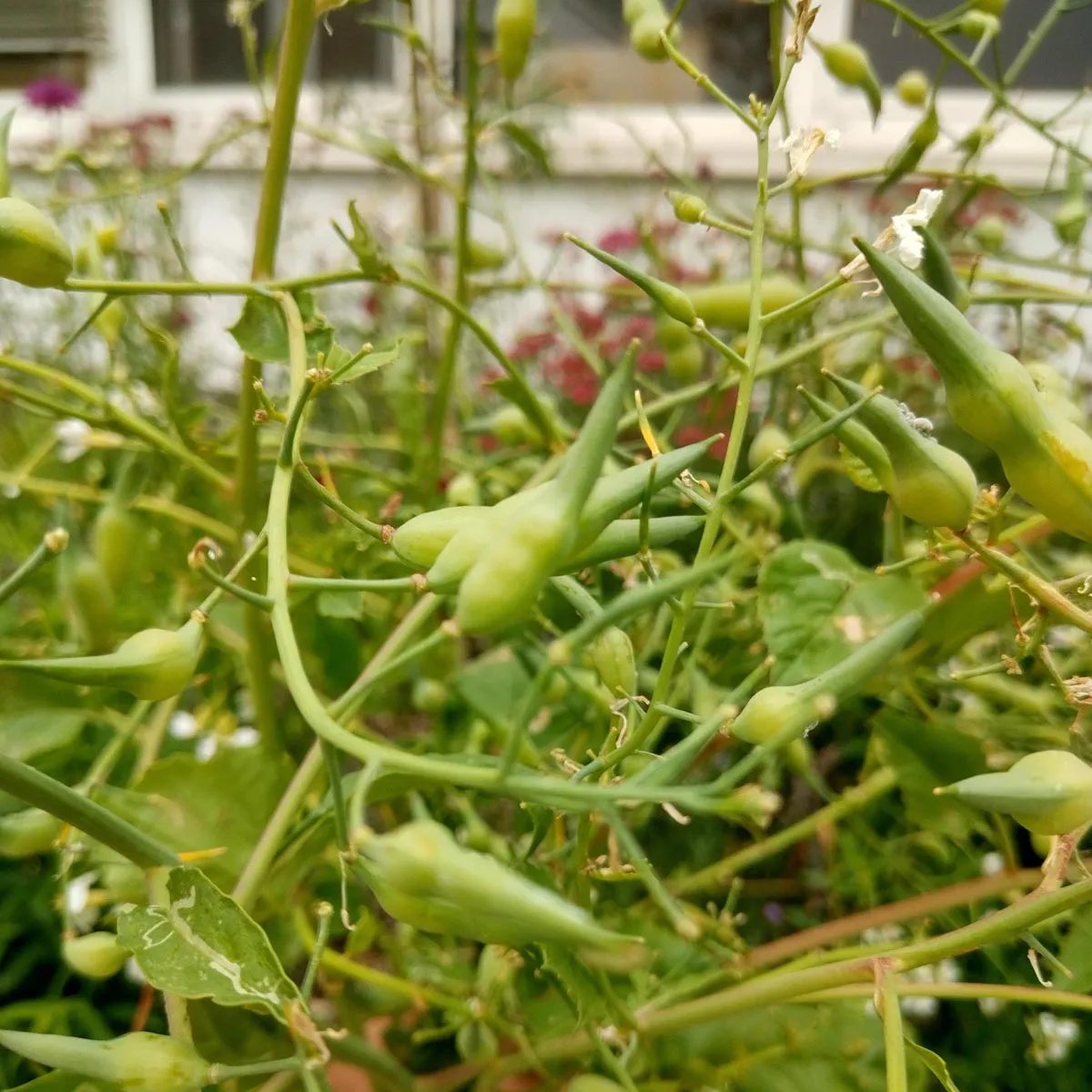 Rettich 'Red Meat' (Raphanus sativus) Samen