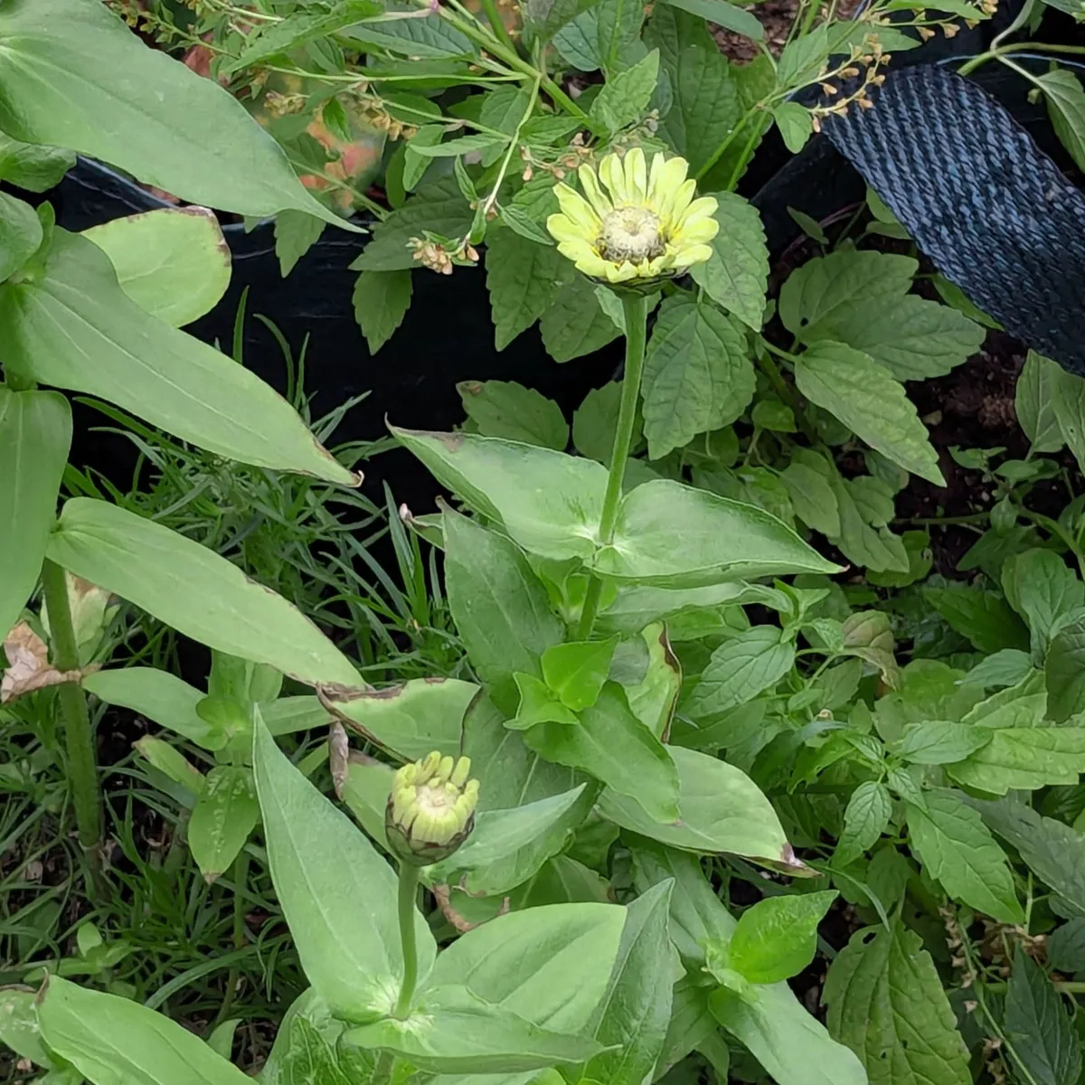 Grünblühende Zinnie 'Envy' (Zinnia elegans) Samen
