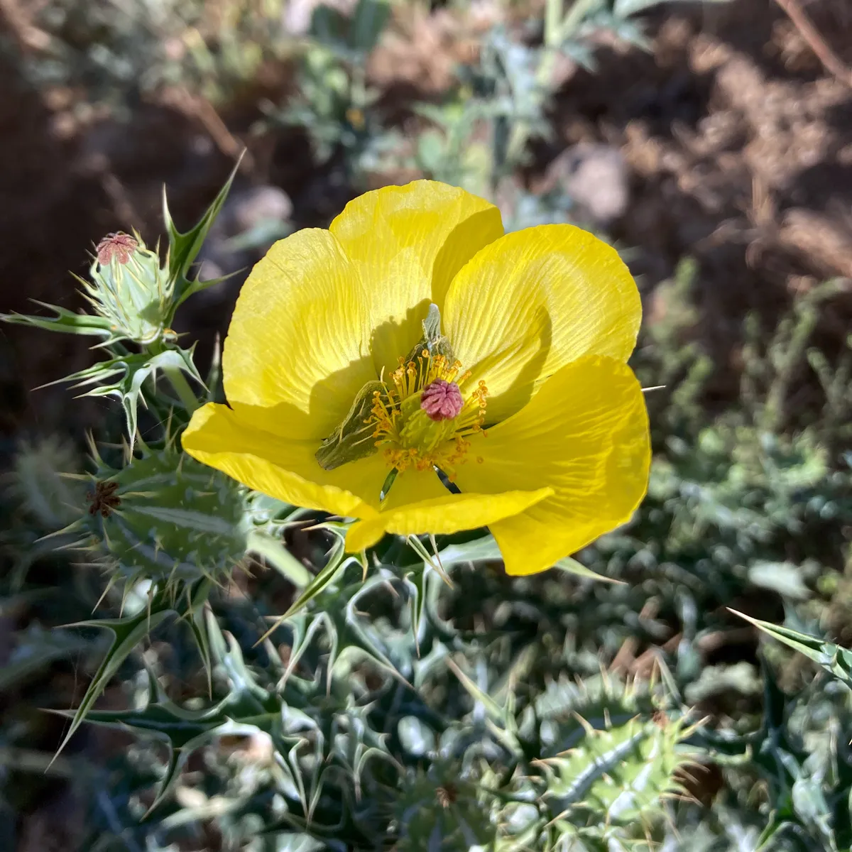 Stachelmohn (Argemone mexicana) Samen