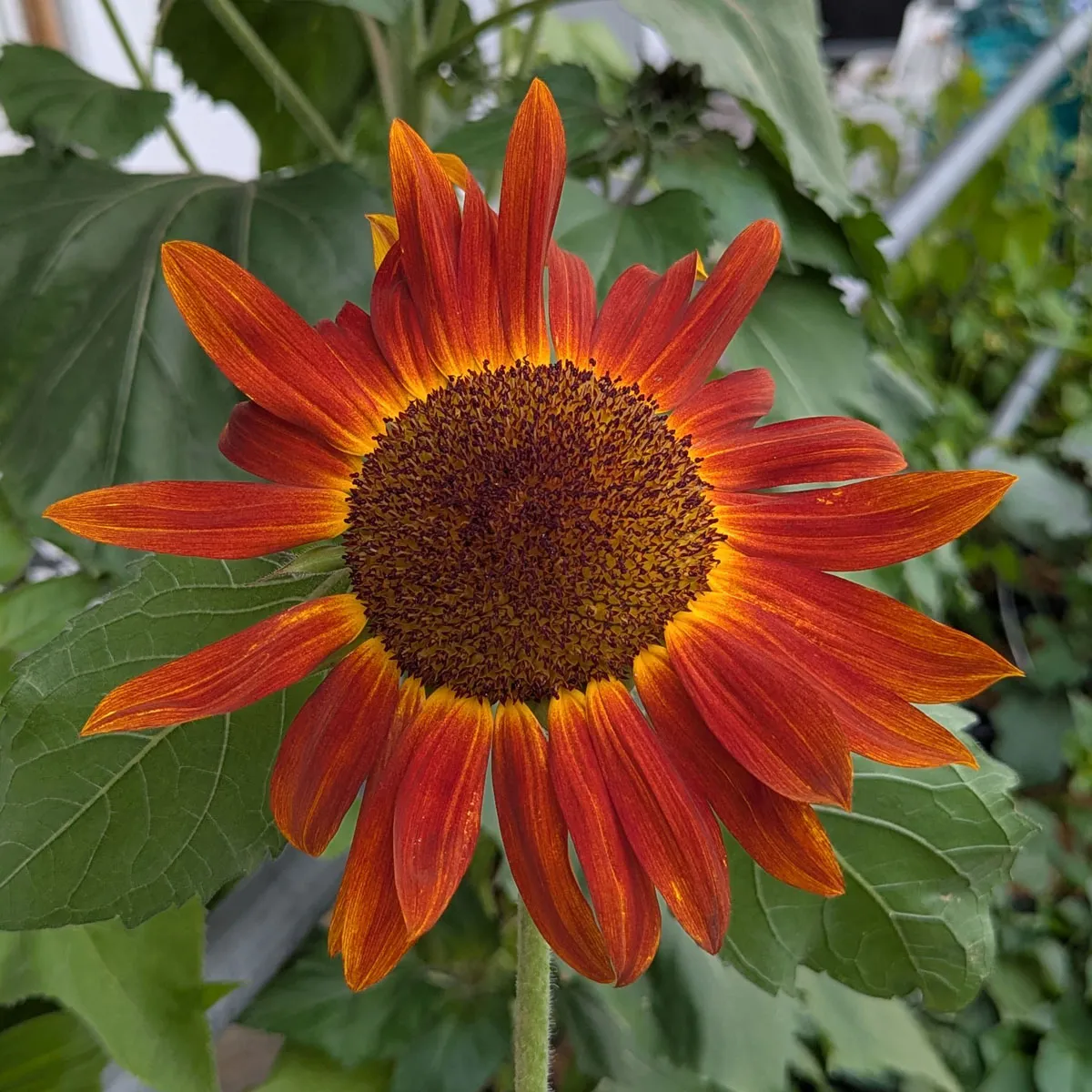 Sonnenblume 'Autumn Beauty' (Helianthus annuus) Samen