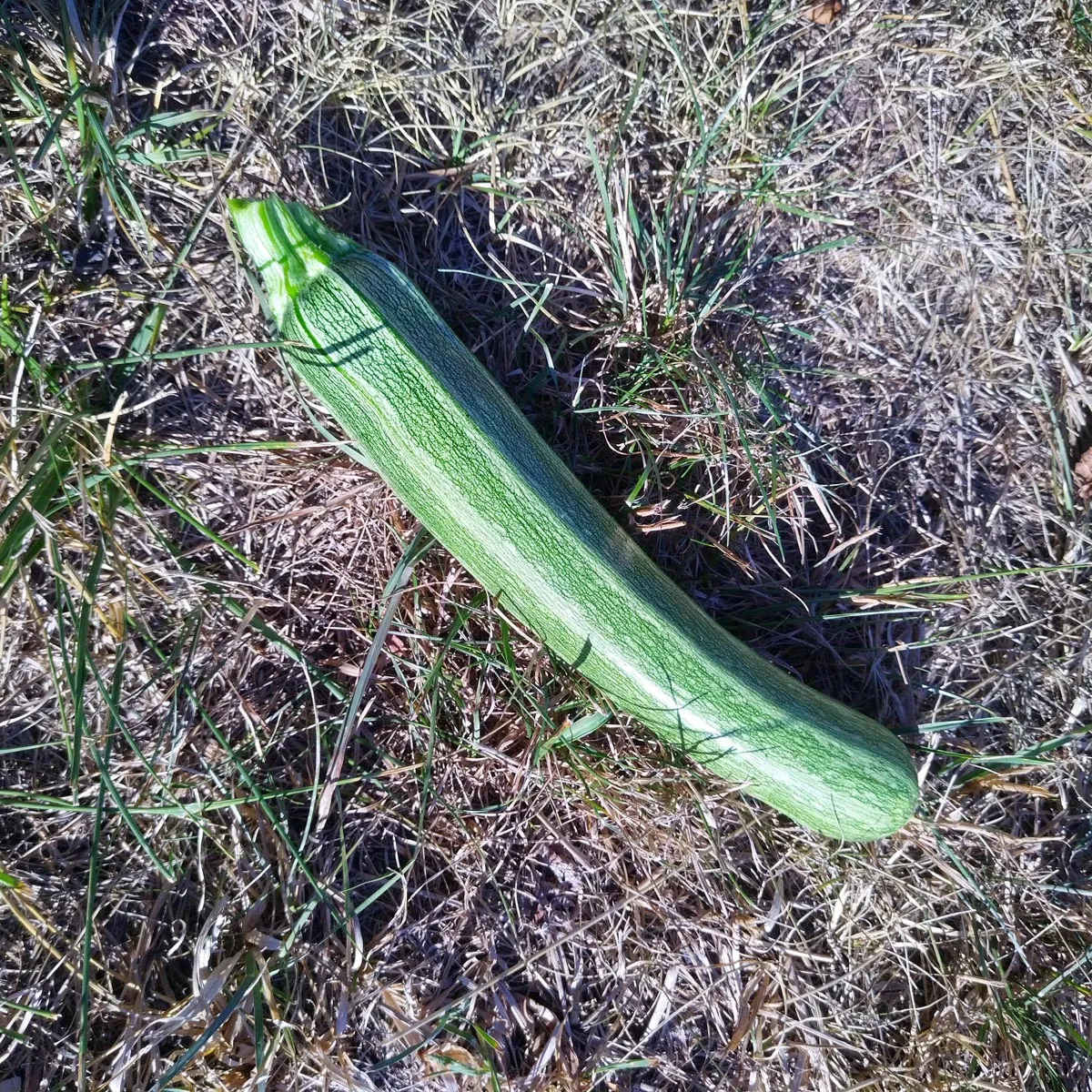 Zucchini 'Cocozelle di Tripolis' (Cucurbita pepo) Bio Saatgut
