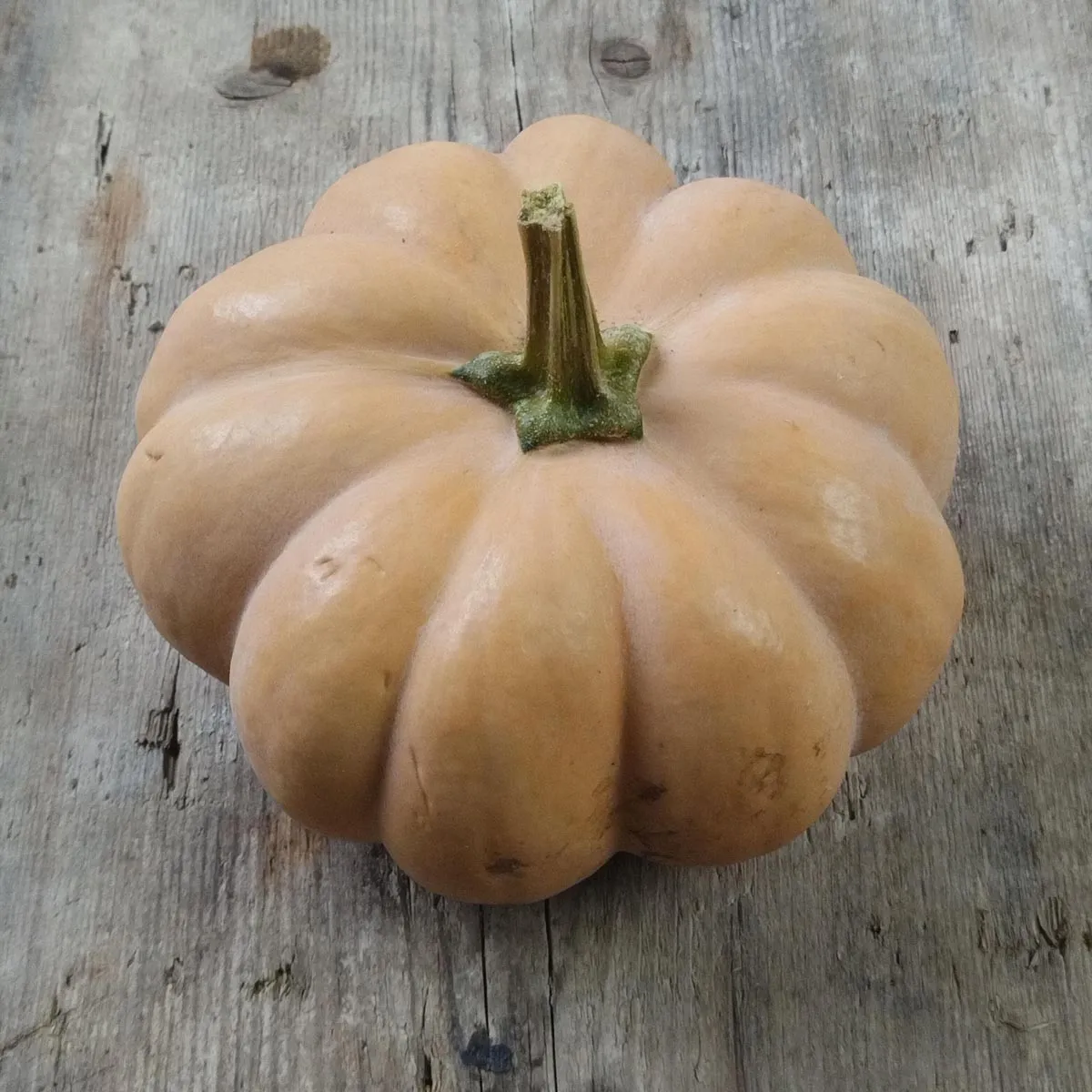 Muskatkürbis 'Muscade de Provence' (Cucurbita moschata) Bio Saatgut