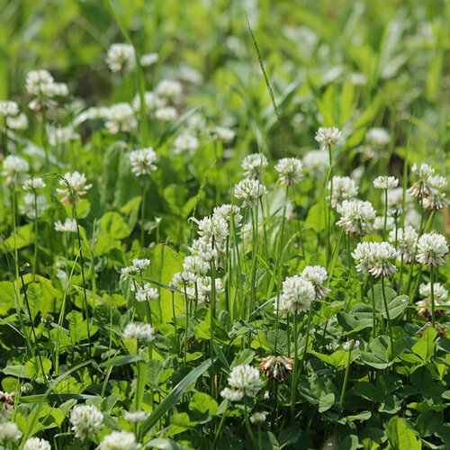 Blühender Weißklee (Trifolium repens) im Rasen