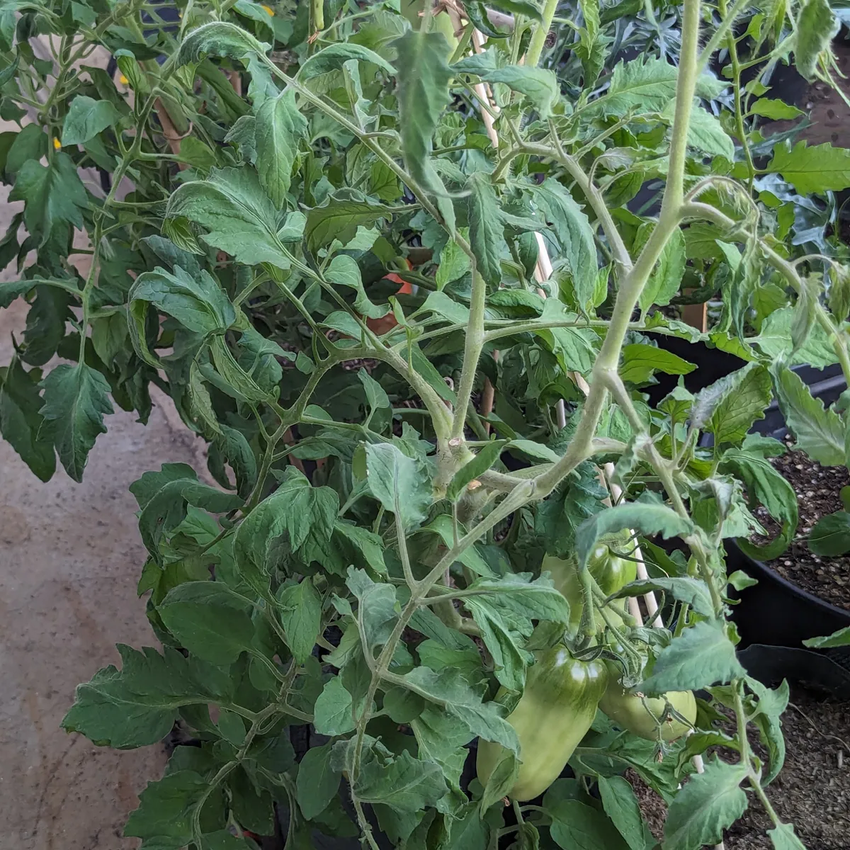 Tomate 'Andenhorn' (Solanum lycopersicum) Bio Saatgut