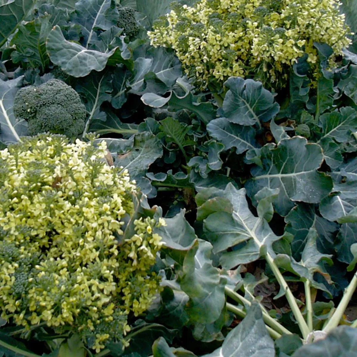 Brokkoli 'Calabrese' (Brassica oleracea) Bio Saatgut