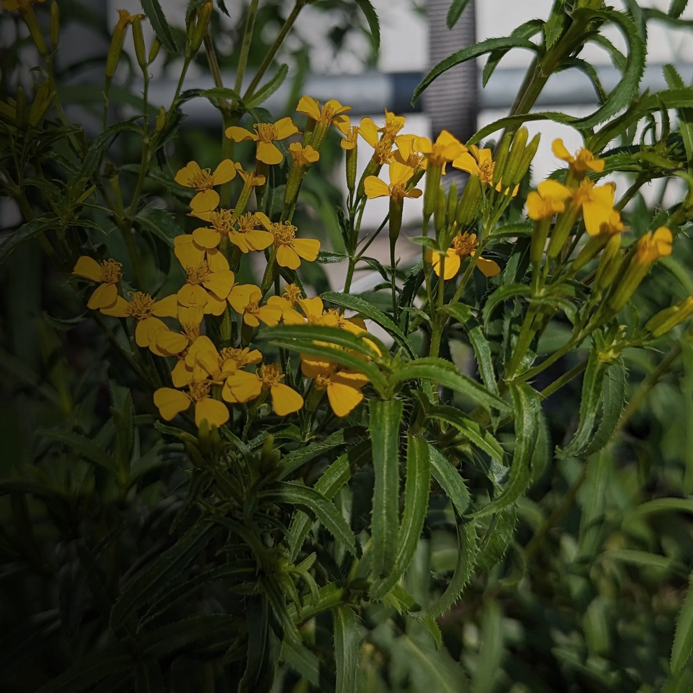 Gelb blühende Sommerblumen im Beet