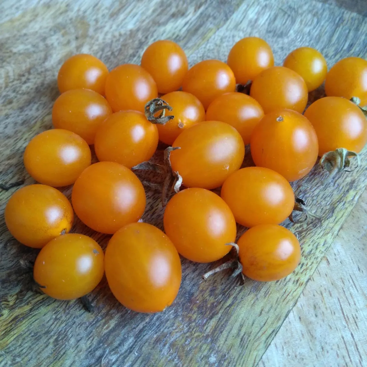 Galapagos-Wildtomate (Solanum cheesmaniae) Samen