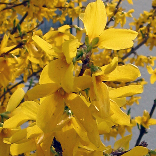 Forsythie (Forsythia) in voller gelber Blüte