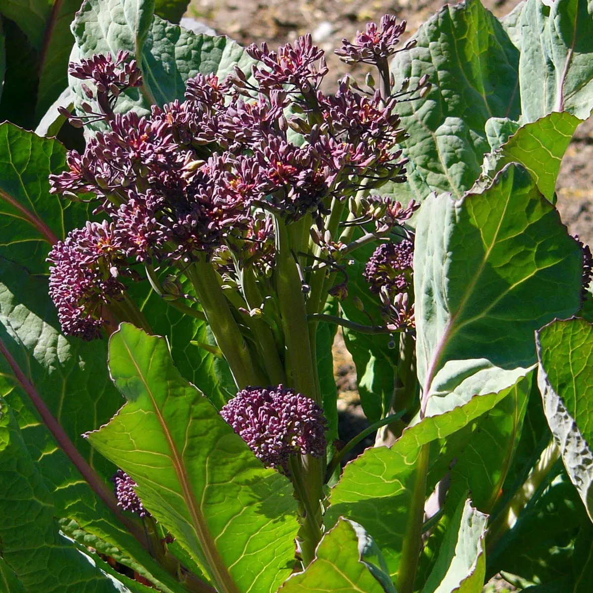 Knospenkohl 'Purple Sprouting' (Brassica oleracea var. italica) Bio Saatgut