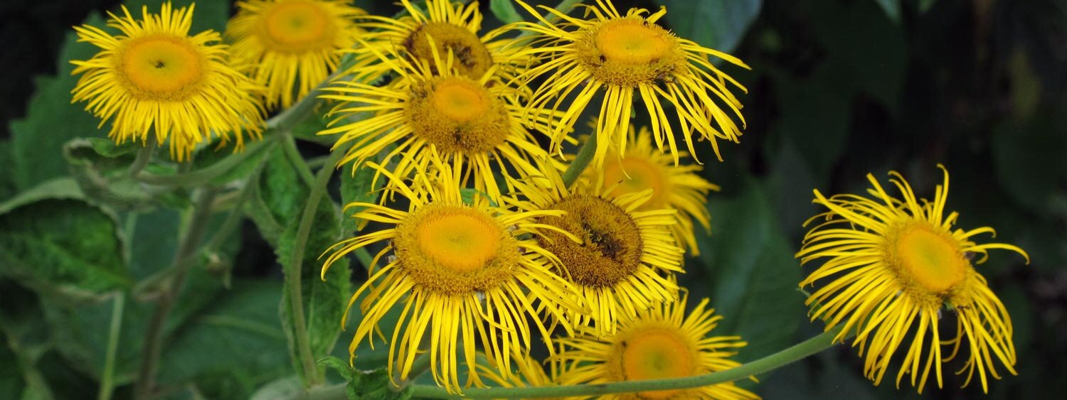 Blüten des Alant