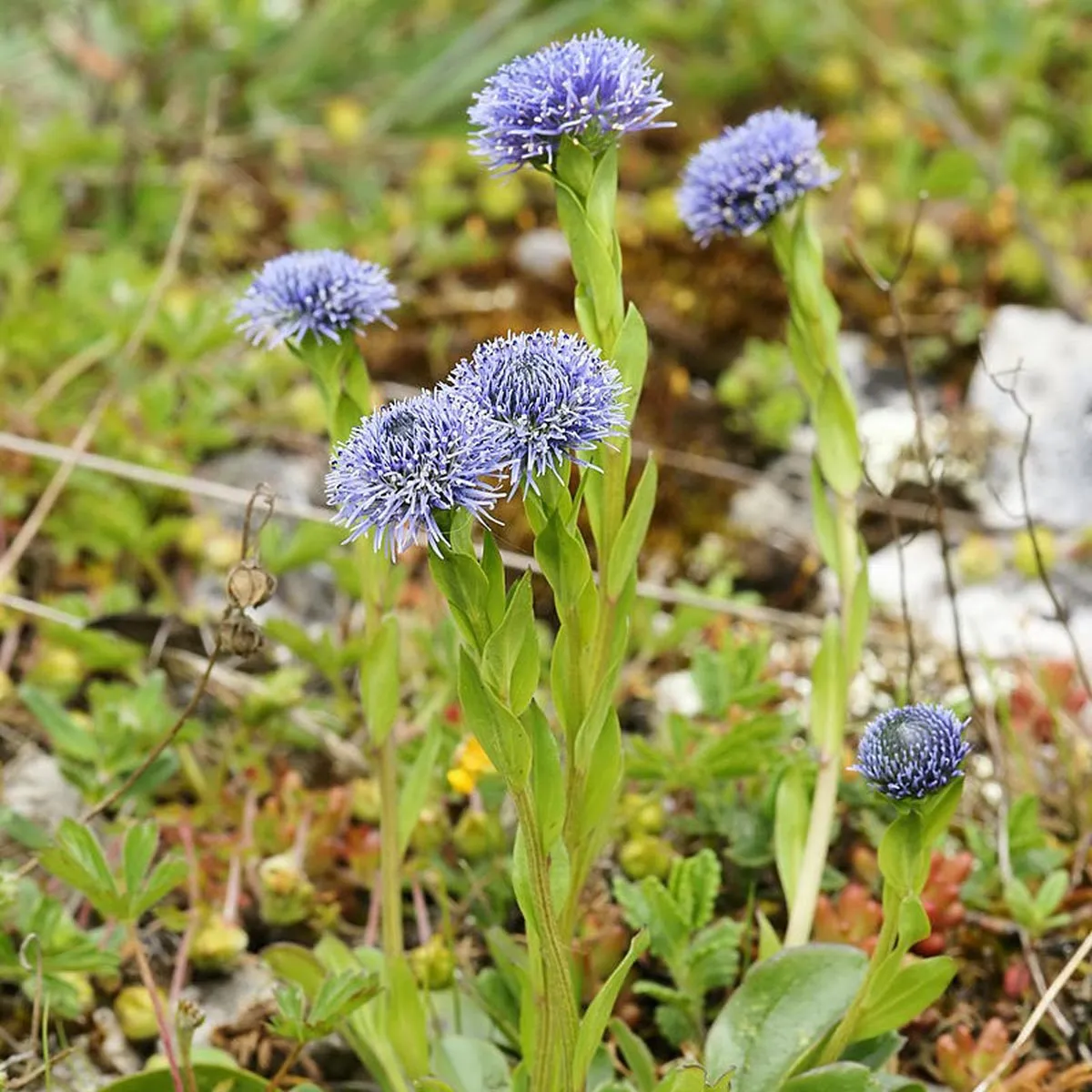 Gemeine Kugelblume (Globularia punctata) Samen