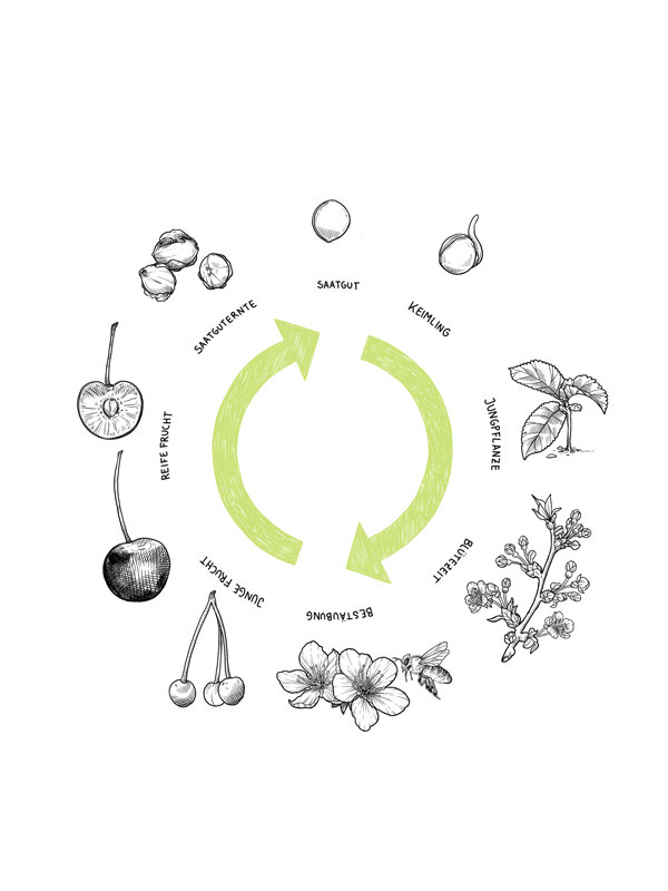 Grafik: Kreislauf von Saatgut über Keimling, Jungpflanze, Blüte, Bestäubung und Frucht bis zur Saatguternte